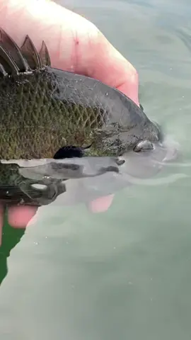 Love those Big Bluegill!