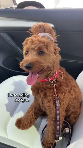 kookie and krumbl forever🩷 #goldendoodlesoftiktok #goldendoodle #goldendoodles #microgoldendoodle 