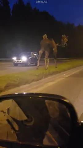 The sheer massive size of a moose when encountered in real life. #biblelab #moose 
