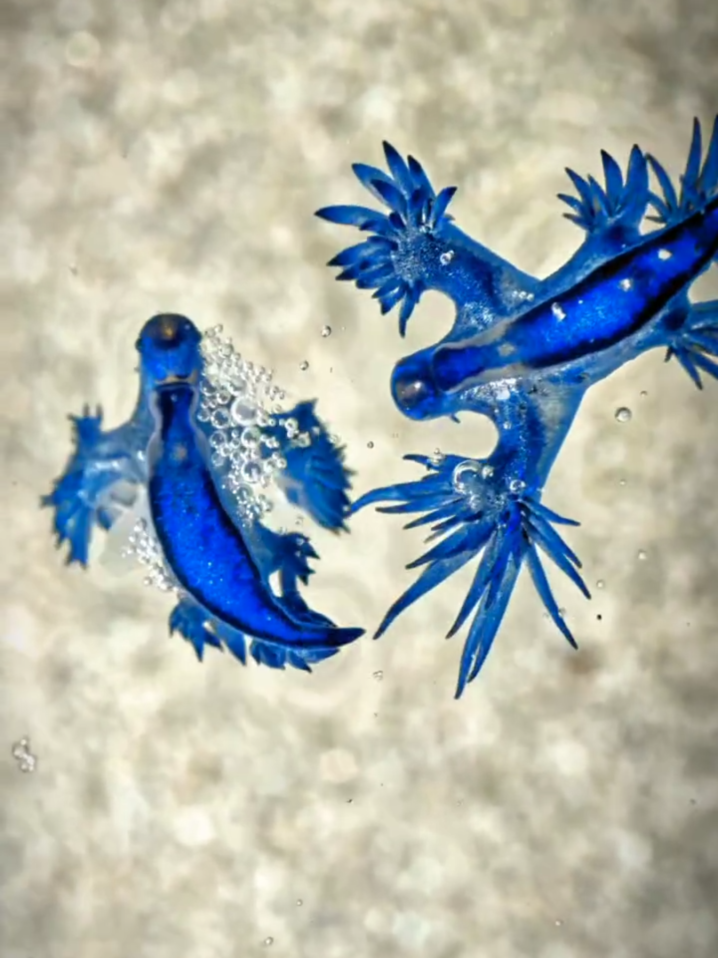 🐉💙 Meet the mystical Blue Dragons, also known as Glaucus Atlanticus, gliding through the deep with an elegance that hides their true power. These tiny ocean predators are living proof that nature’s most enchanting creatures often carry the deadliest secrets. 🌊✨ 🔮 Fun fact: These miniature marvels feed on venomous prey like the Portuguese Man O' War, absorbing their stinging cells to weaponize them for their own defense. So not only are they beautiful, they’re practically invincible—turning their prey’s poison into lethal beauty. 💥⚡ Moments like this remind us that the ocean holds endless mysteries, and some of the most mesmerizing creatures are as powerful as they are rare. Dive deeper into the magic of the blue with us. 🌊💫 🎥 @rafafdezjr_  #Deep #BlueDragon #GlaucusAtlanticus #OceanMysteries #venomous #marine #underwater #DeepSeaExploration #ExploreTheUnknown #OceanMagic