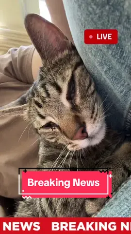 Breaking News #catsoftiktok 