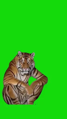 Lonely Tiger meme green screen capcut template Lonely #tiger #animalmeme #lonely #allalone #sadmeme #greenscreenmemes #capcuttemplates #CapCut 
