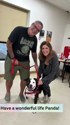 Panda has finally found her forever home 🩷