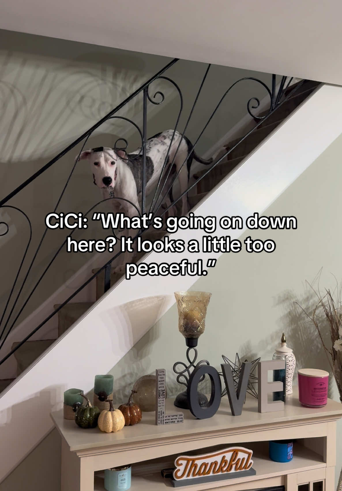 CiCi is doing great!  #fyp #dogsoftiktok #PetsOfTikTok #rescuedog #Love #trending #fypシ 