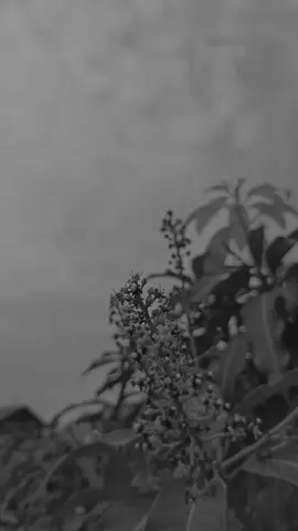 Sebatas kemampuan ku😊 #qoutes #katakata #selfreminder #qoutesislami #ihsannurfauzi__ #fyp #fypシ 