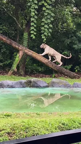 Mau nyante tapi ditempat yg menegangkan 🐅 #tamansafari #tamansafaribogor #tamansafariprigen #kebunbinatang 