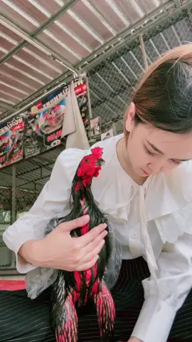 สวัสดีตอนเช้า วันนี้อากาศดีมาก สำหรับการสานต่อความฝันของคุณ😁😁 #fyp #fypシ #pakhoy #mangon #botohayamcantik #fylpシ #foryoupage #botohthailand 