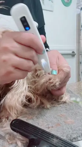 2024 New Pet Paw Trimmer!The ceramic blade won't hurt them at all!#pets #dogs #cats #dogtok #cattok 