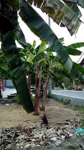 Pesta Pasti berakhir#JelajahJakarta #JelajahLiburan #viraltiktok #fyp 