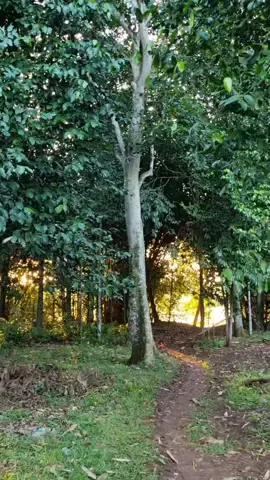 Anginnya muantep nih bekasi .. #sore #bekasi #hijau #asri #adem #pedesaan #fyp #fypシ #tiktok #storytime #sebatasperjalananpribadi 