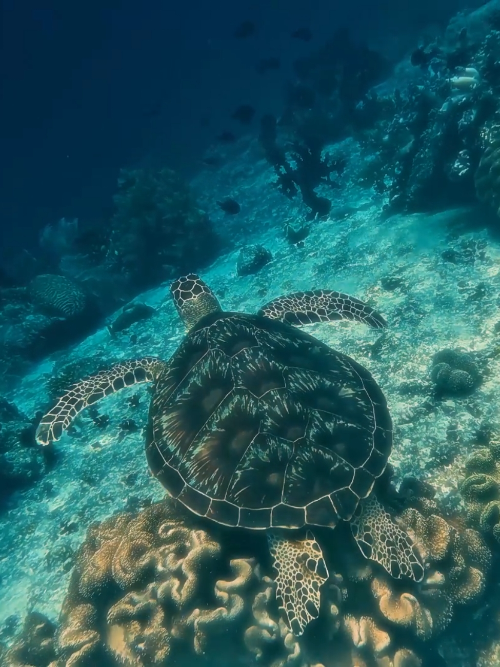 No two provinces are alike, and Camiguin stands tall among them with its volcanic heart. #camiguin  #camiguinisland 