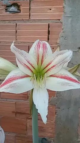 Amarílis! ❤😍 #FloresdoMeuJardim ! #AmoMinhasPlantas !