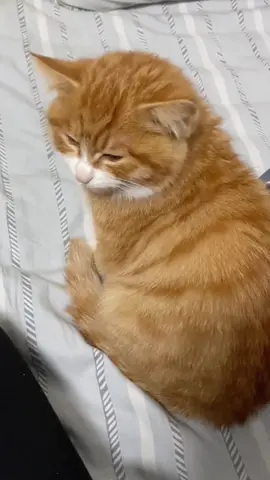 I don't care about you. #cats #fyp #funny #cat #catsoftiktok #cute 