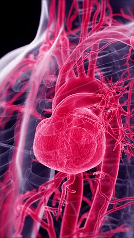 💓 See the Heart Like Never Before! 💓 Our transparent heart animation lets you watch the beat, flow, and rhythm of life itself. #TransparentHeart #BeatingHeart #HeartAnatomy #SciePro #EduTikTok #science #medical #meded #sciart #vray #cardio #cardiology #heart #medstudent #animation #3d #anatomy