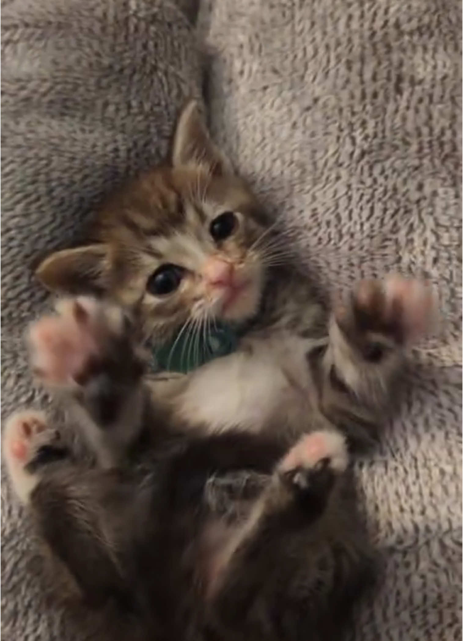 he’s so cute I couldn’t stop laughing #kittycat #kittiesoftiktok #cutecat ##cutekitten 