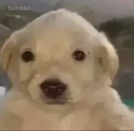 yo | #fyp #mepica #yo #viral_video #girls #anexo #nose #haganloviral #ono #perro #sad #makeup #paratii #tucasa #oh #reflexion 