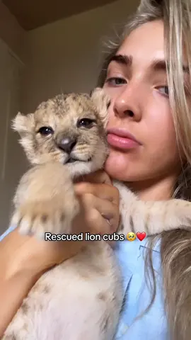 #fyp #foryoupage #foryou #fyppppppppppppppppppppppp #foru #instagram #viral #lion #lions #gorillatag #gorilla #for #cute #adorable #lionking #foryourpage #babyanimals #foryour #foryoupagee #cuteanimals 