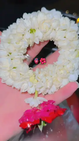 Gajry💐♥️💍🌺✨#Rk #umairkhaan200 #gajray #fypシ゚ #🌺 #foryou #gajraylover❤️❤️🌍 #💐 #foryoupage 