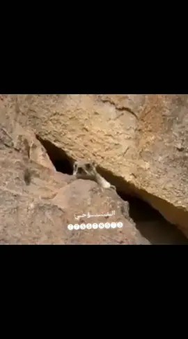 قنص. وبر الخلاء في جبال           ✍نوح 712✌ 