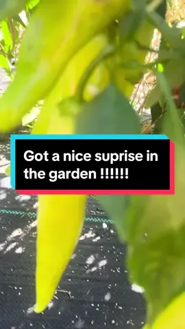 Wow i went to the garden to work on some cleanup ans i couldnt believe all the peppers that were on and ready . Looks like ill be canning peppers !!!!! Ans made some jalepeo poopers !!#garden #gardentok #gardening #farmgirl #farm #country #countrygirl #countrylife #countrylifestyle #dinner #farmfresh #homesteading #homestead#farmer #farmtok #fyp #fyppoppppppppppppppppppppppp 