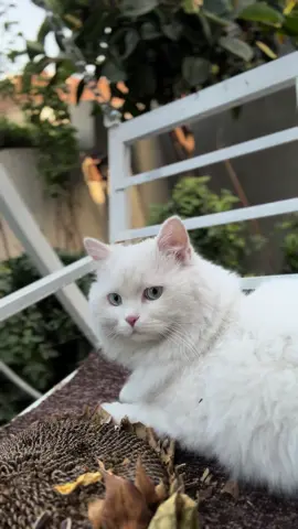 لنصب مرجوحه ❤️ من سطوحي لسطوحه 💖❤️ #shamahon_lyly #cat #tiktok #قطط #پشيله #foryoupage 