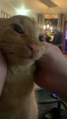 Head massage😻 #catlover #catsoftiktok #PetsOfTikTok #pets #cat #theAcDcCats #ac #massage #headmassage #yellowcat #petsoftiktokfunnypets #accat #funnytiktok 