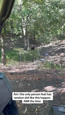 #rufusthebull #redfordthebull #cow #bull #polaris 