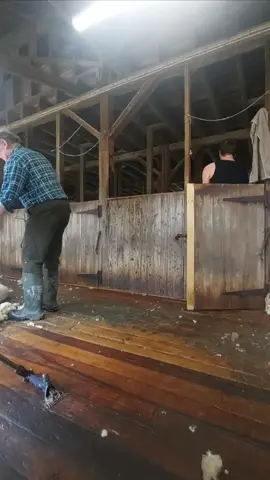 Shearing a Romney ram at Glenburn Station  These are hill romneys so they aren't very big rams making them a bit easier to handle than some. This ram is probably only 90-100kg which is small for a ram around here.  These rams have quite nice wool and it's a real shame that strong wool like this isn't reaching its true value at the moment. Hopefully as people move to natural renewable products and away from plastic wool like this can make a comeback.  #shearing #wool #satisfying #woolmonth #romneysheep #hardwork #sheep #woolshed #naturalfibers #newzealand 