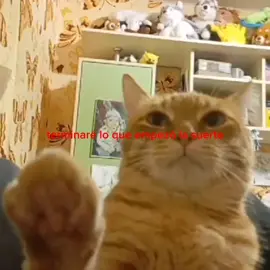 Causa perdida - Morat //#fypシ゚ #causaperdida #morat #gatos #cat #foryoupage #parati #random #llevenmealconciertodemorat 