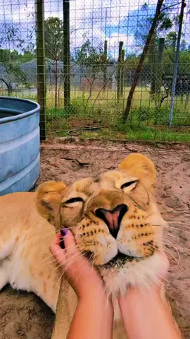 Sahara girl 🥰 #NOTpets #lion #lions #lioness #Love #amazing #boop #boops #animal #animals #bigcat #bigcats #cat #cats #fl #florida #fyp 