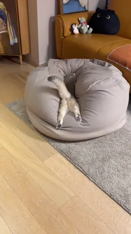 💛✨ #foryou #fyp #cute #happy #animals #kitty #cat #chill #peace #cuddle #sweet #funny #play #cozy 