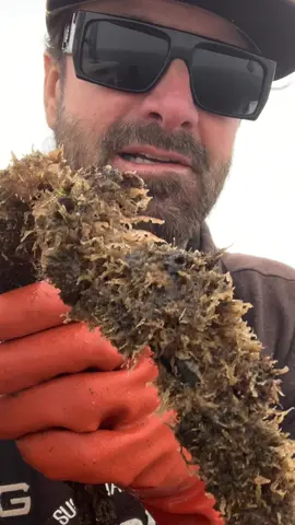 Rock Crab defense, detaching Claws & Skeleton Shrimp #crab #crabbing #deepseacreatures #asmr #friendliestcatch #rockhold #seafood #saltwaterfishing 