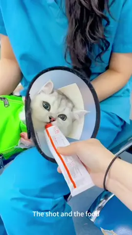Cats hate vaccinations🤣🤣#funnyvideo #cat #funny #cute #foryou #pet #foryoupage #kitten #fyp #fypシ #cutecat #catsoftiktok #animal #animalsoftiktok #usa #usa_tiktok 