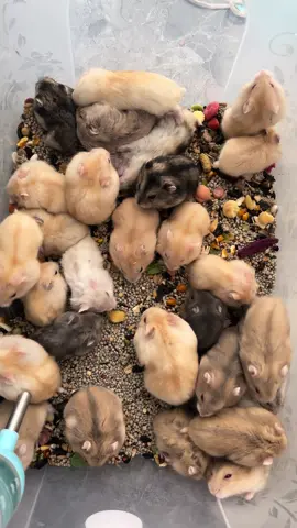 - Đúng tuyệt phẩm chỉ với 50🌾 1 bé bạn đã sở hữu 1 bé .. ib mua liền tay đi nào mọi người #dethuong #hamstercute #đangyeu #hamsters 