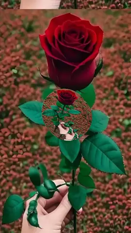 #اكسبلور #اكسبلوررررر #اكسبلوررررررر #اكسبلورexplore #اكتب_شي_توجر_عليه #صديقي_العزيز_اسمع #دعاء_جميل_وقصير😊🦋 #الحمدالله_علی_کل_حال❤ #اللهم_امين_يارب_العالمين🤍 #اللهم_صلي_على_نبينا_محمد #ياالله_ضاقت_ونآمل_منك_الفرج_القريب #لااله_الا_انت_سبحانك_اني_كنت_من_ظالمين #الدال_على_الخير_كفاعله_انشره_ولك_الاجر🤍 #سوريا_تركيا_العراق_السعودية_الكويت_عمان #@عبدالله الخالدي #@الشيخ عثمان الخميس #@منتجات رقميه 💰 #@أبو إلياس العنزي محب الشيخ❤️ #@العنود اليوسف #@محمود ماهر #@ألا بذكر الله تطمئن القلوب 🤍 