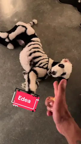 Edea would literally die for the apple chips, or maybe shes already dead?  💀 #cutedog #doggrooming 