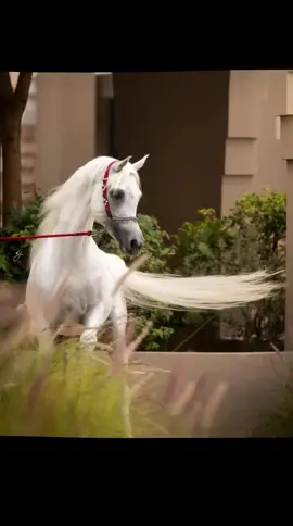اكحل عدوك لين تعمي عيونه #شعر  #خيل_وخياله 