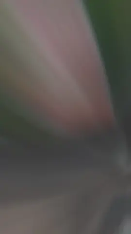 #ආලෝකය_කරා_යමි_අන්දකාරය_පරදා🔅🥀  #fypシ゚viral #YADEESH❤️‍ #dawunsouth🇱🇰 #mt_15 #foryourpage 