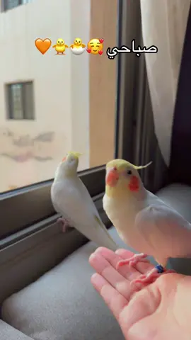 Morning 🐣🐥🧡 #WitWit #Annono #birdsoftiktok #طيور #birds #parrotslove #parrot #cockatiel #cockatielsoftiktok #كروان #كوكتيل #parrots #bird #كوكاتيل #كوكاتيل_كروان #لاتينو_كوكوتيل #لاتينو #fy #fypp #حبيبي #صباح_الخير  @Kouk 🐥💅🏻  @Kouk 🐥💅🏻  @Kouk 🐥💅🏻 @✨ Kiki the cockatiel✨ @YumYum 