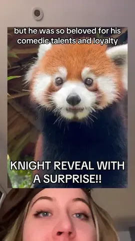 TODAYS KNIGHT REVEAL HAS A TINY SURPRISE (LITERALLY TINY) #huahua #moodeng #pesto #knightsoftherotundtable #biscuitstheseal #wildliferescue #redpandas #sanfrancisco #edinburgh #mebo 