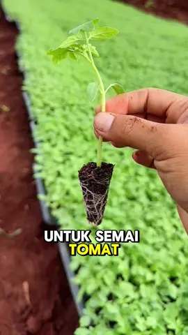 Pot tray tempat semai bibit benih tanaman
