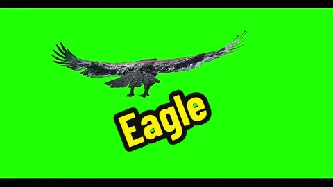 Eagle Green screen videos. 🦅Green Screen CapCut. Video Editing Tutorial. 🦅Ai Hug Tutorial App. 녹색 화면 비디. screen recorder. Eagle green screen. #fyp #fypシ #greenscreenvideo #capcut #foryoupage #viral #trending #viraltiktok #greenscreen #vfx #vfxeffect #eagle #eagles #🦅 #🦅eagle🦅 #🦅🦅 #🦅🦅🦅 #🦅🖤 #greenscreeneffectstrendingvideo #틱톡 라이트 10000 포인트 #applecameraapps #greenscreenvideofilter #applecamera #greenscreeneffectbackground #greenscreenforedits #trendinggreenscreen #greenscreenfilter #greenscreeneffects #greenscreenvideoeffect #greenscreenmemes #greenvideofilter #greenscreenbackgroundeffect #greenscreenforvideo #greenscreentrending #CapCut #녹색화면비디오 #녹색화면 #화면비디오 #livewallpaper #livewallpapers #livewallpaper4k #background #greenscreenbackground #greenscreenbackgroundeffect 