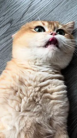 Nhờ Có Cái Trend này mà Mỡ nó được lau nhà thường xuyên😂 #xuhuong #MèoTênMỡ #trending  #Pet #meogolden #catlover #meodethuong #meoanhlongngan 