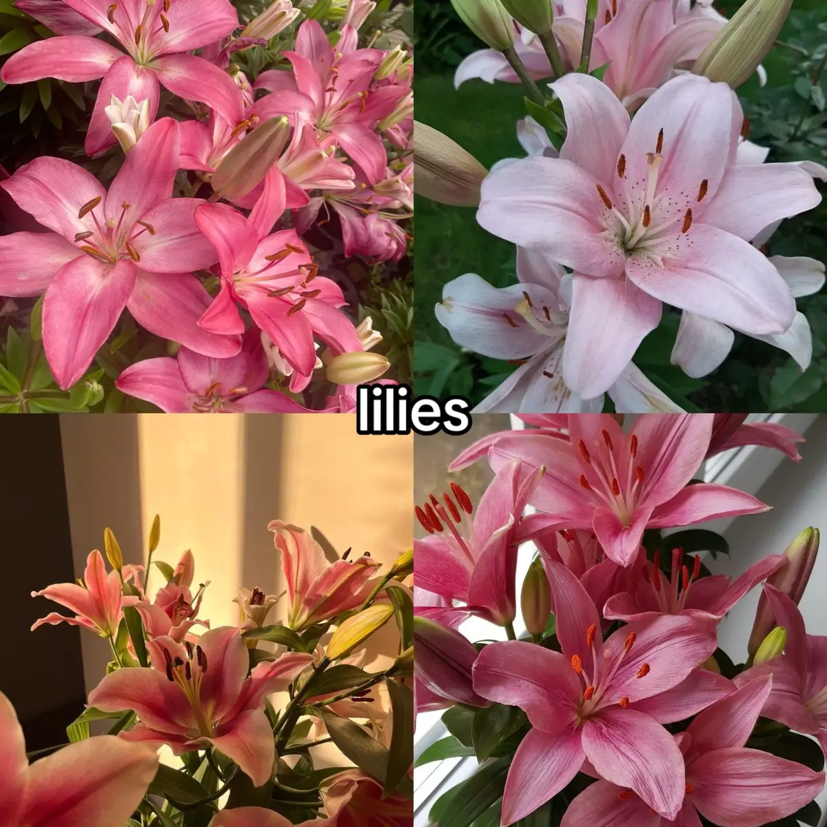 #flowers #flower #monoi #lilyofthevalley #dahlia #orchid #fieldflowers #hydrangeas #hibiscus #lupine #peonies #tulips #flowergirl #florist #beautiful #real #realateable #fyp 