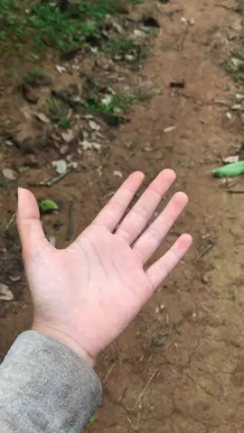 chỗ mấy bạn hái cà chx#xhh #suhuongtiktok2024 