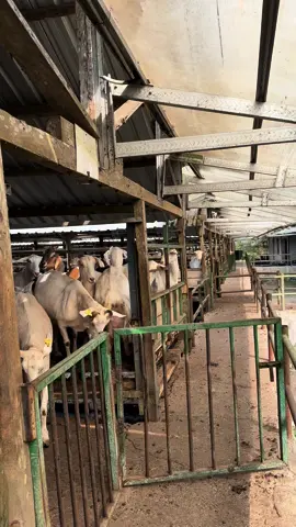 Beternak tak kunjung mendapatkan hasil? Yang diniatkan memberi penghasilan malah jadi pengurang penghasilan? Yang diniatkan memberi kebahagiaan malah jadi siksaan? Anda pernah mengalami hal tersebut? Kami pernah dong... 😁 www.bhuminararya.com #MasyaAllah #peternakankambingperah #naturalgoatcheese  #cheeseartisanfromindonesia  #kejukambing  #susububukkambing #saanen #kambingperah #kambingetawa 