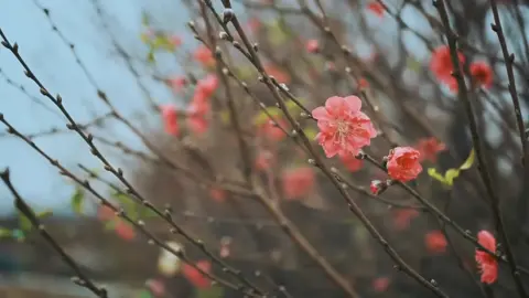 Tết Nguyên đán, còn gọi là Tết Cả hay Tết Ta, là lễ hội lớn nhất và quan trọng nhất của người Việt, đánh dấu sự giao thoa giữa năm cũ và năm mới, giữa trời, đất và con người. Tết không chỉ là dịp đoàn tụ gia đình mà còn là lúc con cháu thể hiện lòng thành với tổ tiên. Tên 