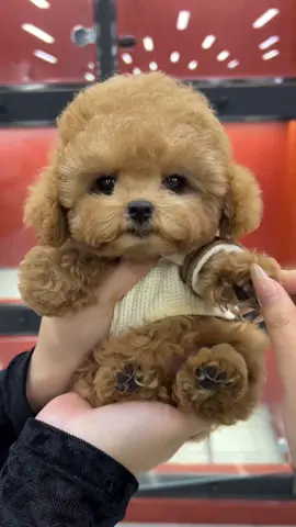 #cute #cutedog #puppy #puppydog #doglover #pet #fyp #animals #funny #funnyvideos 