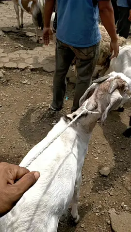 pasarkambing#fyp#viral #pasarkambingcilongok 