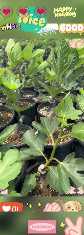 Fig Tree Seedling #Balcony Planting #Small Fruit Tree #Fig Tree #Fig Ripe #Fresh Picked 
